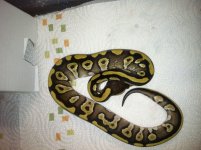 Mojave 2 copy.jpg