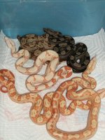 boas 2012 July 012.JPG