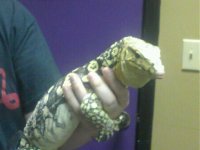 Ultra yellow water monitor pic2.jpg