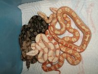 boas 2012 July 014.jpg