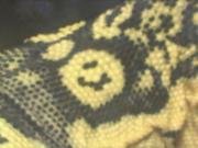 Ultra high yellow water monitor pic#3 smiley face mark.jpg