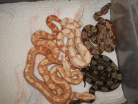 boas 2012 July 018.jpg