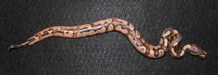 Fire Calico Male #1 (3).jpg