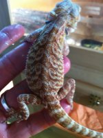 reptiles adult female 091.jpg