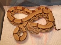 boas 2012 July 027.jpg
