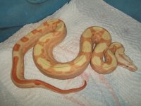 boas 2012 July 028.jpg