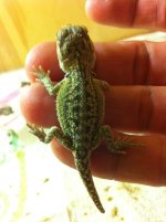 reptiles adult female 074.jpg