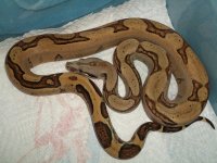 boas 2012 July 037.jpg