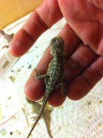 reptiles adult female 075.jpg