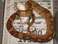 boas 2012 July 039.jpg