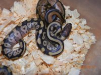 female 3 babies 001.jpg