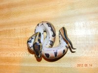female 3 babies 007.jpg