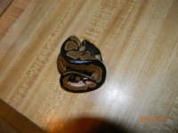 female 3 babies.jpg