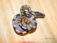 female 3 babies 006.jpg