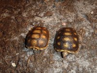 may2012babies4sale 015.jpg