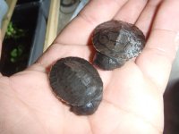may2012babies4sale 020.jpg