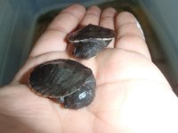 may2012babies4sale 021.jpg