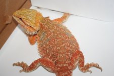 Rich Beasily red line male.jpg