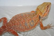 Rich Beasily Red Line Male poss het hypo.jpg