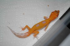 DSC_0052.jpg