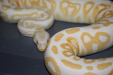 blackpastelalbinomale3.jpg