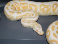 blackpastelalbinomale2.jpg