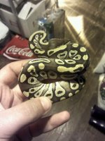 Mojave Male #1.jpg
