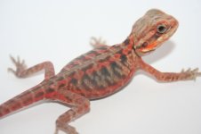 Absolute Red Trans SIlkback Female Poss het hypo.jpg