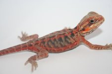 absolute red trans silkback female poss het hypo1.jpg