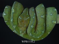 RSCN3021 copy.jpg