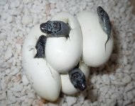 houdini babies.jpg