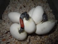 9 mile north hatching 016_1.jpg