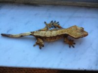 Crested 2.jpg