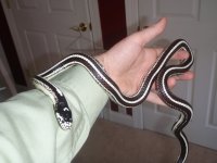 Striped King 003.jpg