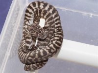 2012ZebHAxaM1 (Small).jpg