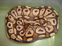 mojave female.jpg mojave female.jpg