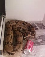 boa 004.jpg