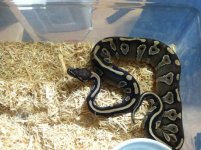 Mojave het pied copy.jpg