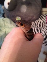 IMG_0132.jpg