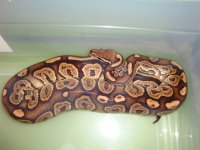 black pastel male.jpg black pastel male.jpg