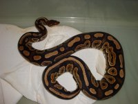 black pastel female.jpg black pastel female.jpg