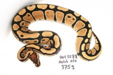 2011-hetSS-female8-June2012 002.jpg