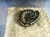 Mojave1 copy.jpg