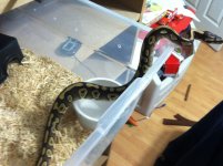 mojave male copy.jpg