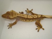 cream harley juv male 125.00.jpg