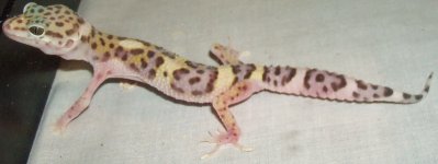 Gem Snow Het Eclipse Female 5 18 11 RR004.jpg