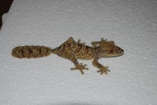 henkeli male.jpg