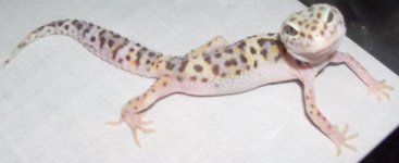 Gem Snow Het Raptor Female 6 17 11 WBH009.jpg