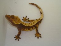 Juv Harley male1 100.00.jpg
