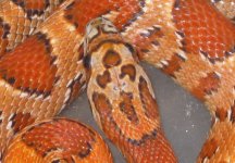 Sunkissed female close.jpg